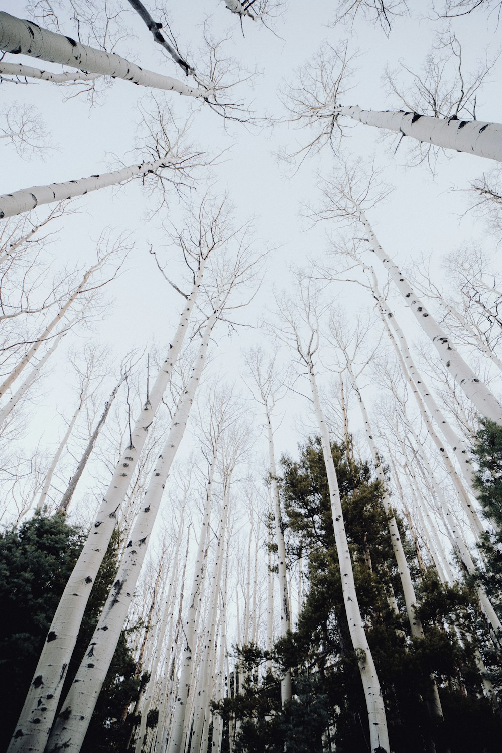 a group of tall trees standing next to each other