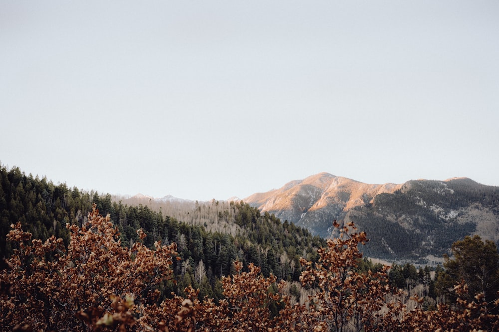 une vue d’une chaîne de montagnes avec des arbres au premier plan