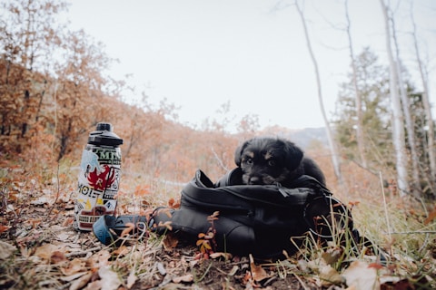 a monkey sitting on top of a bag next to a bottle