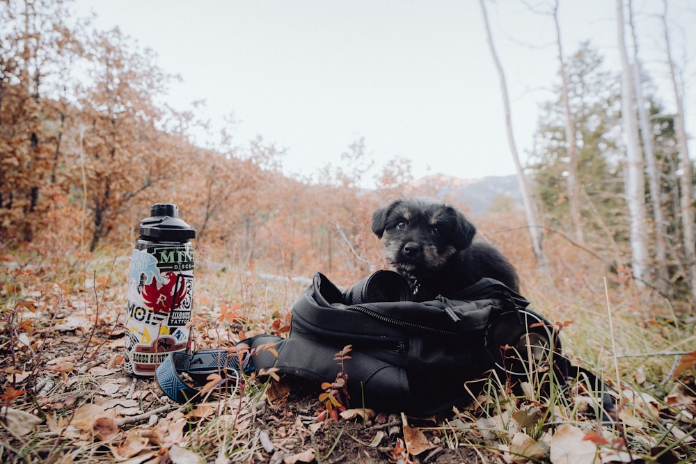 a dog sitting in a bag next to a bottle of beer