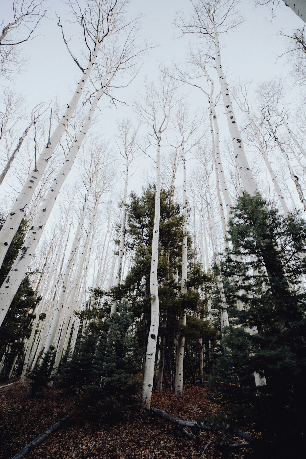 Une forêt remplie de grands arbres blancs