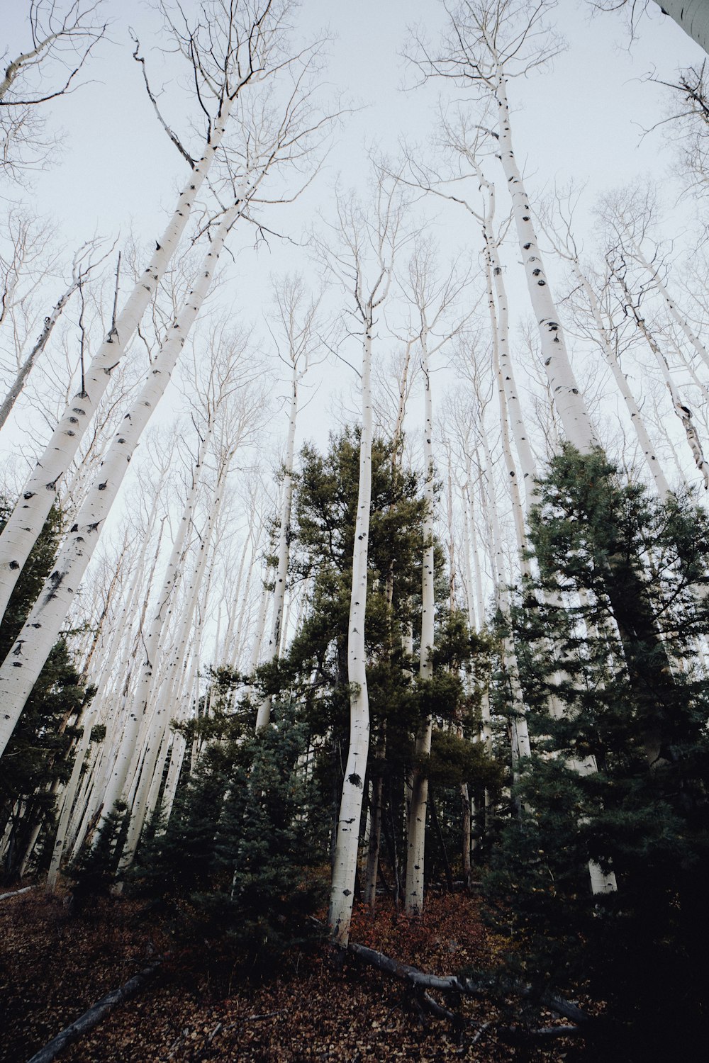 uma floresta cheia de muitas árvores brancas altas