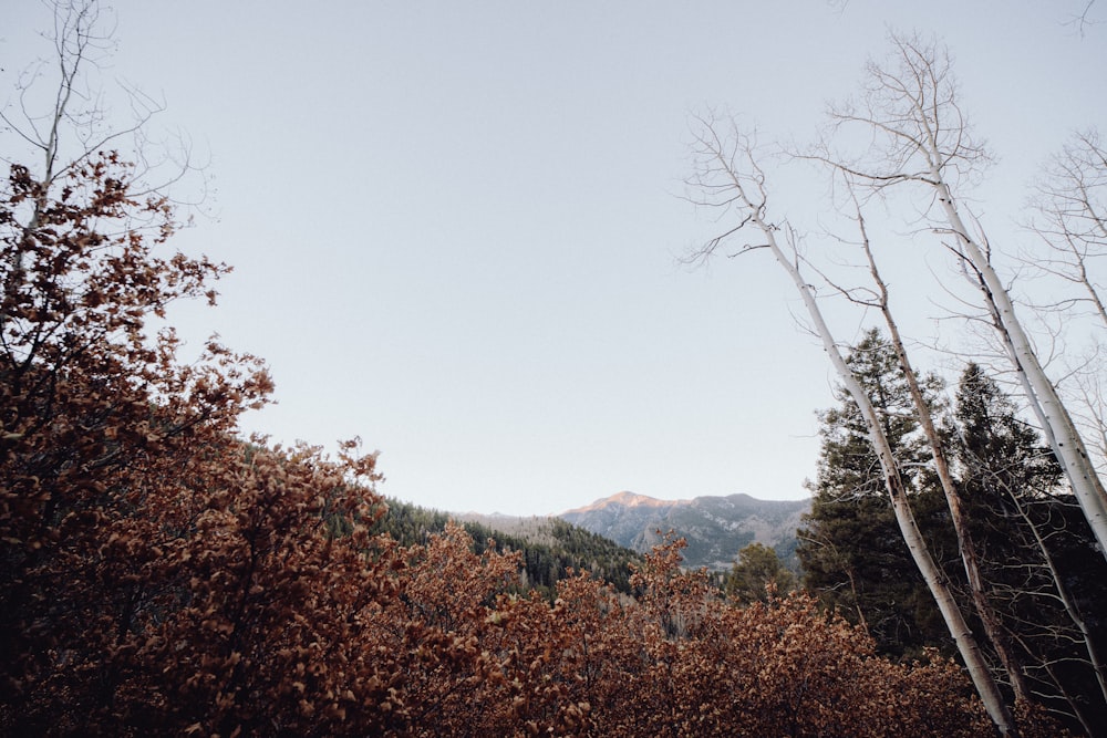 a forest filled with lots of tall trees