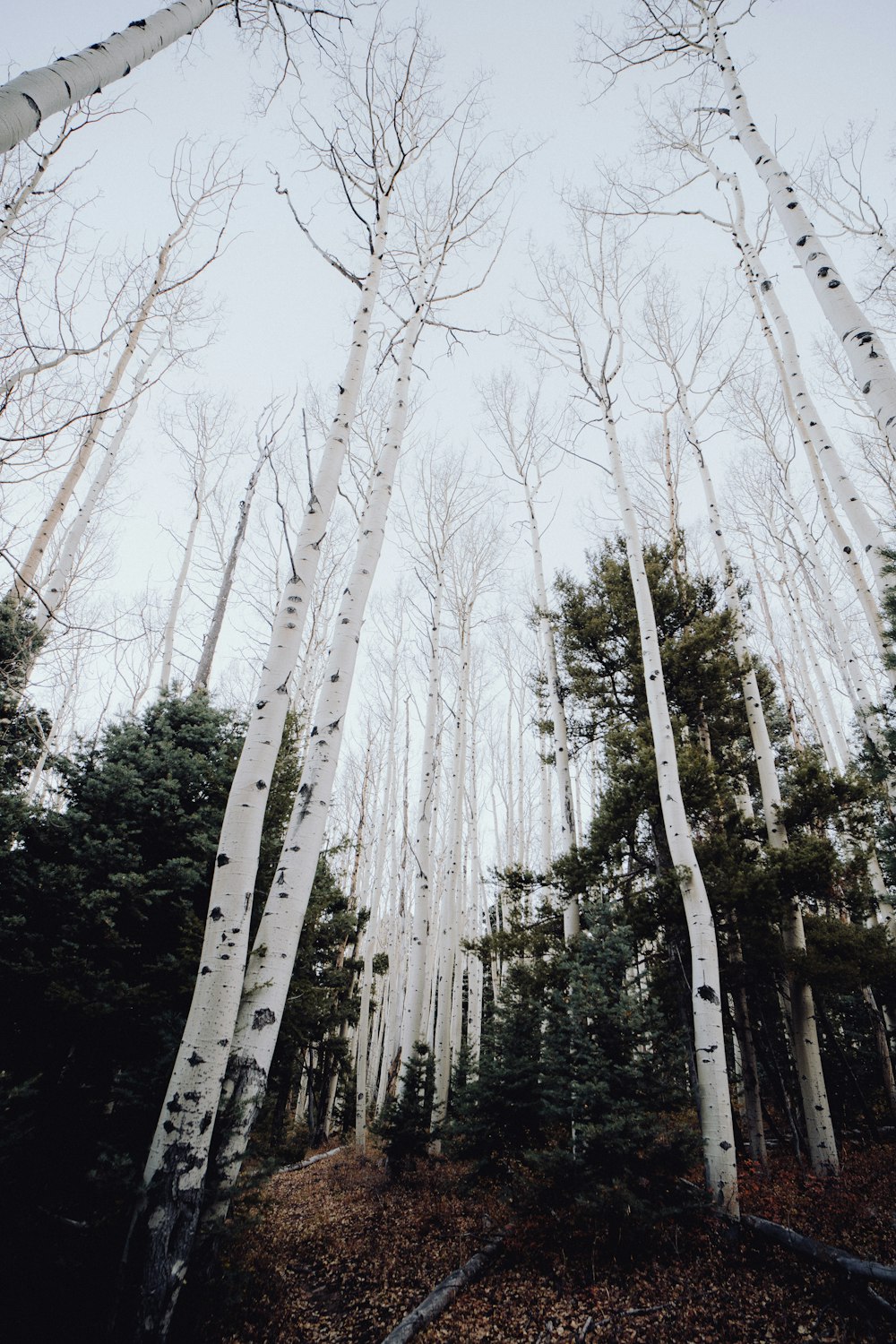 키 큰 하얀 나무가 가득한 숲