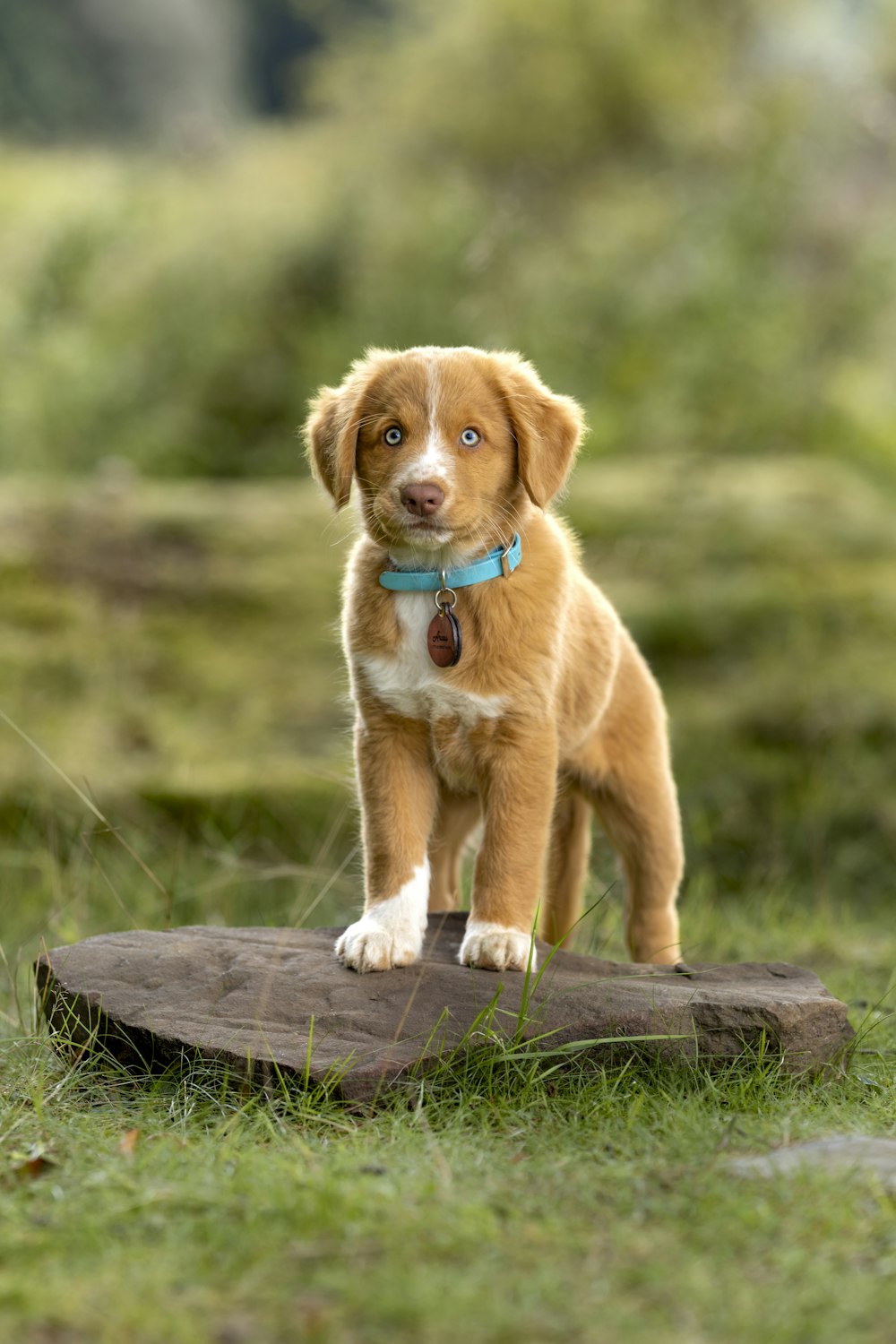 a brown and white puppy standing on a rock