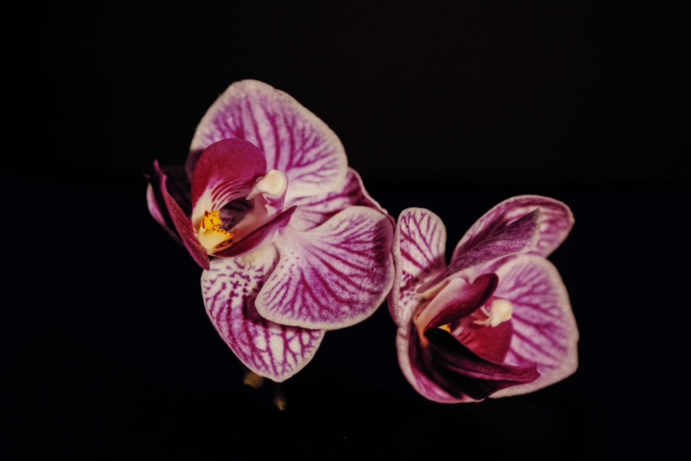 two purple orchids sitting on a black surface