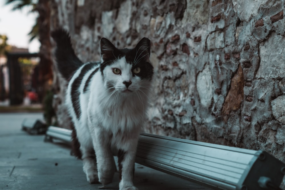 a black and white cat standing next to a wall