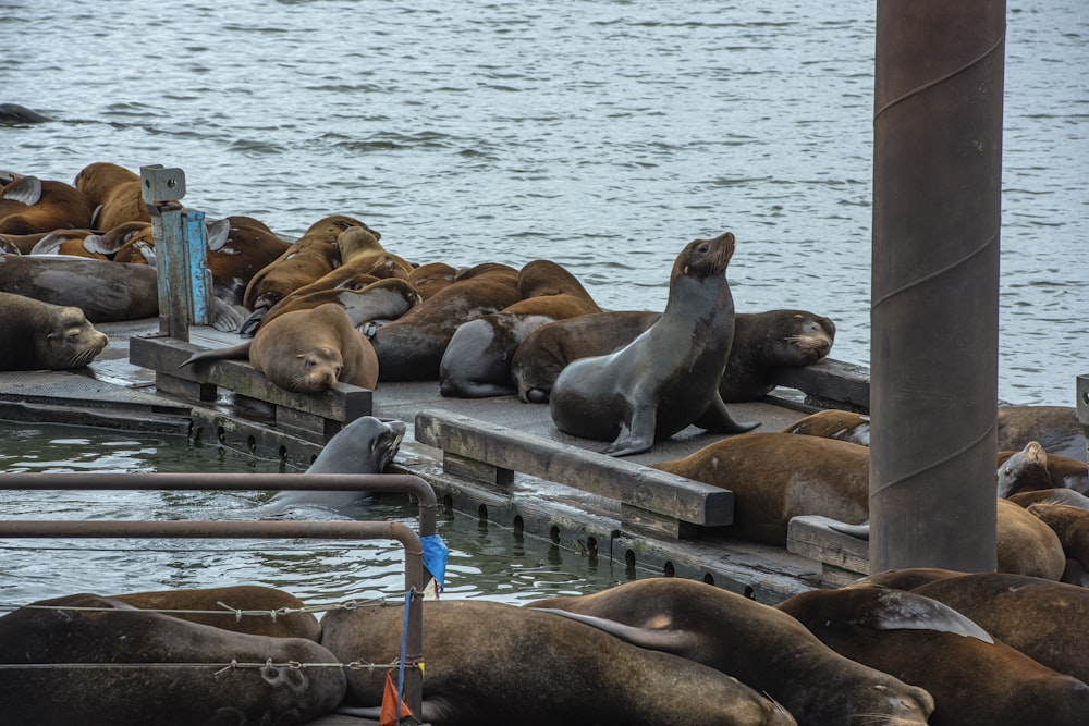 a group of sea lions resting on a dock