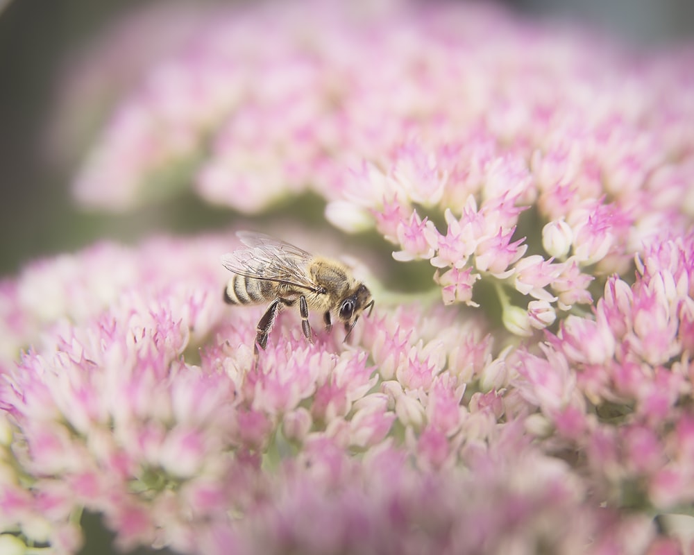 a bee that is sitting on some pink flowers