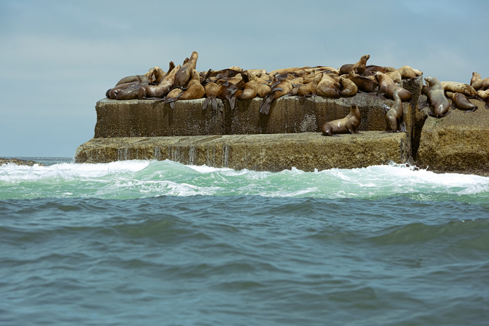 a flock of sea lions resting on a rock in the ocean