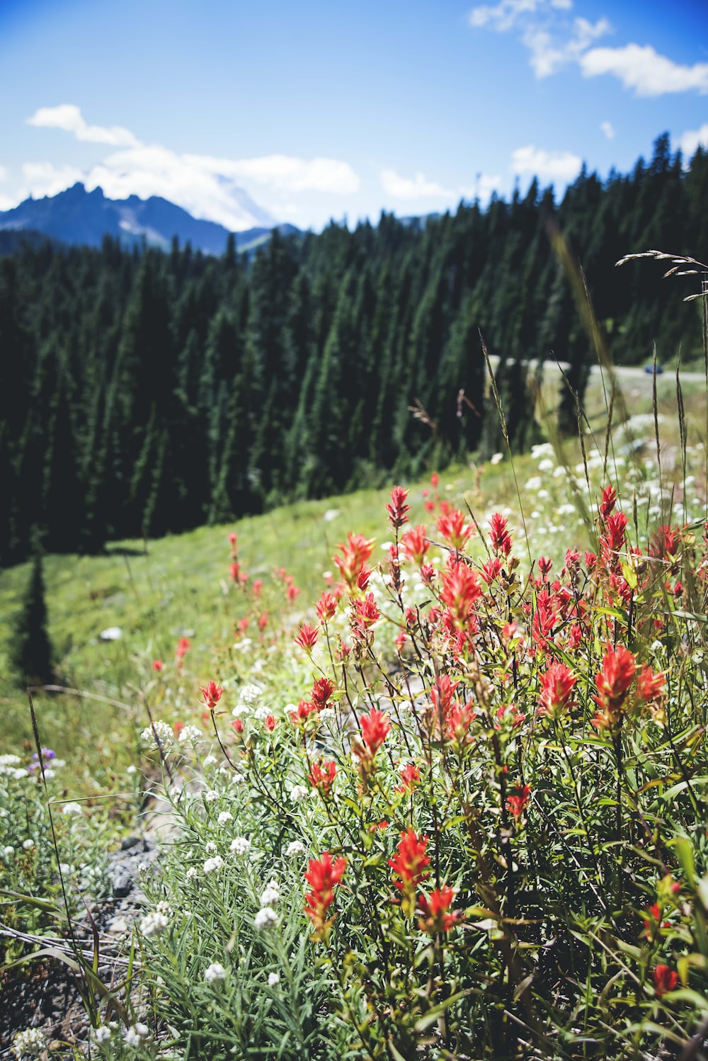 Un campo con flores rojas y árboles al fondo