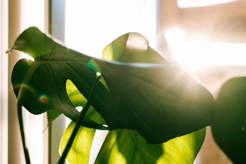 a large green plant sitting next to a window