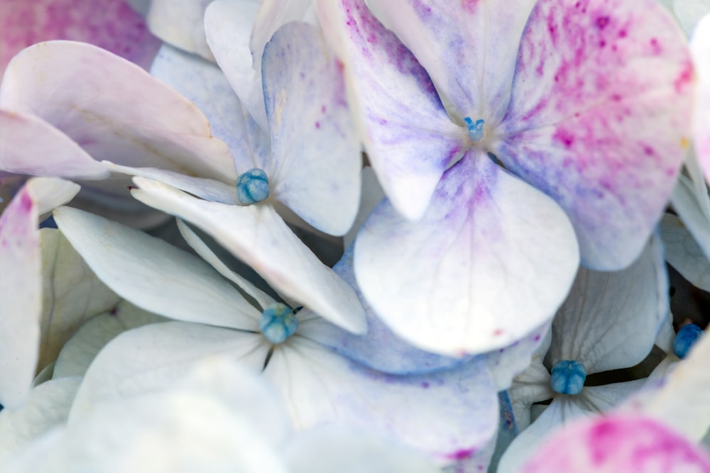a bunch of white and pink flowers with blue centers