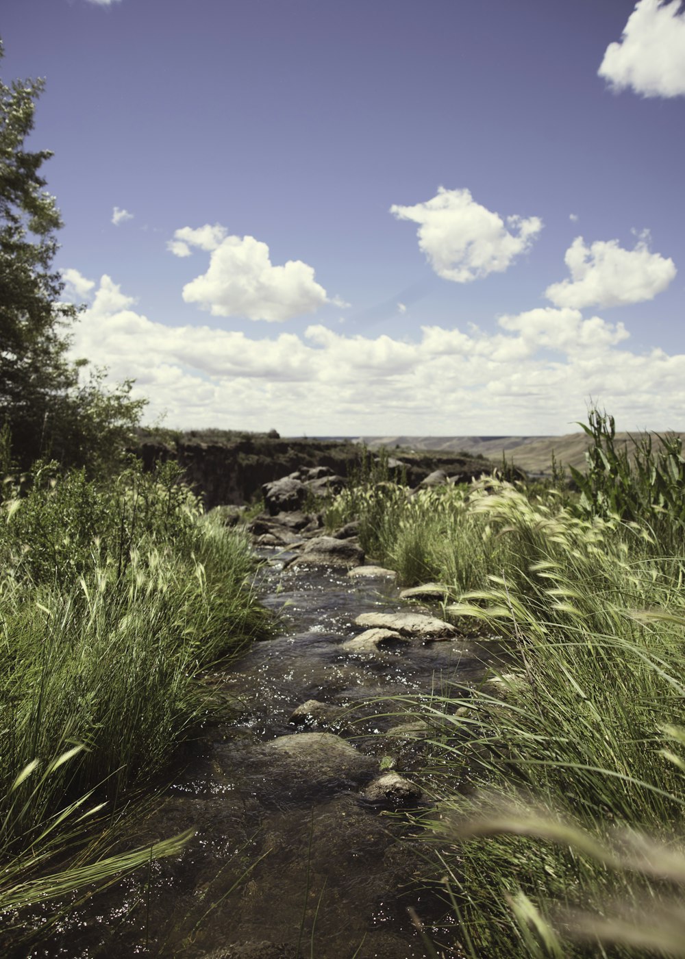 a stream running through a lush green field