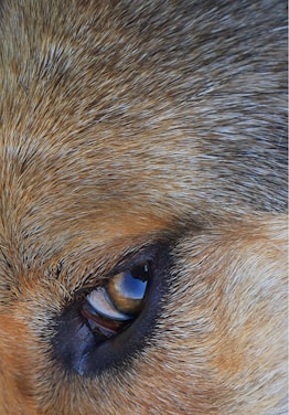 Close-up view of an animal's eye surrounded by thick, multicolored fur ranging from light to dark brown. The eye has a reflective surface that gives it a glossy appearance.