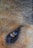 Close-up view of an animal's eye surrounded by thick, multicolored fur ranging from light to dark brown. The eye has a reflective surface that gives it a glossy appearance.