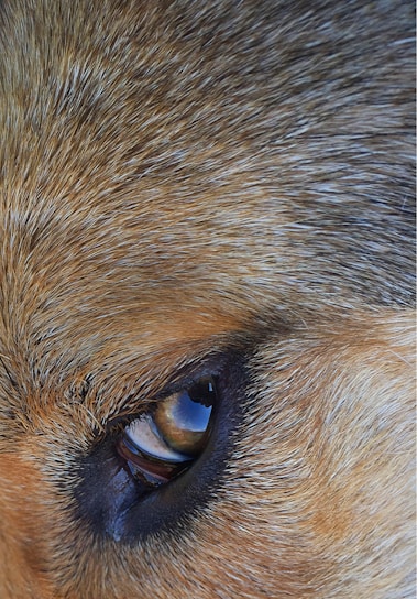 Close-up view of an animal's eye surrounded by thick, multicolored fur ranging from light to dark brown. The eye has a reflective surface that gives it a glossy appearance.