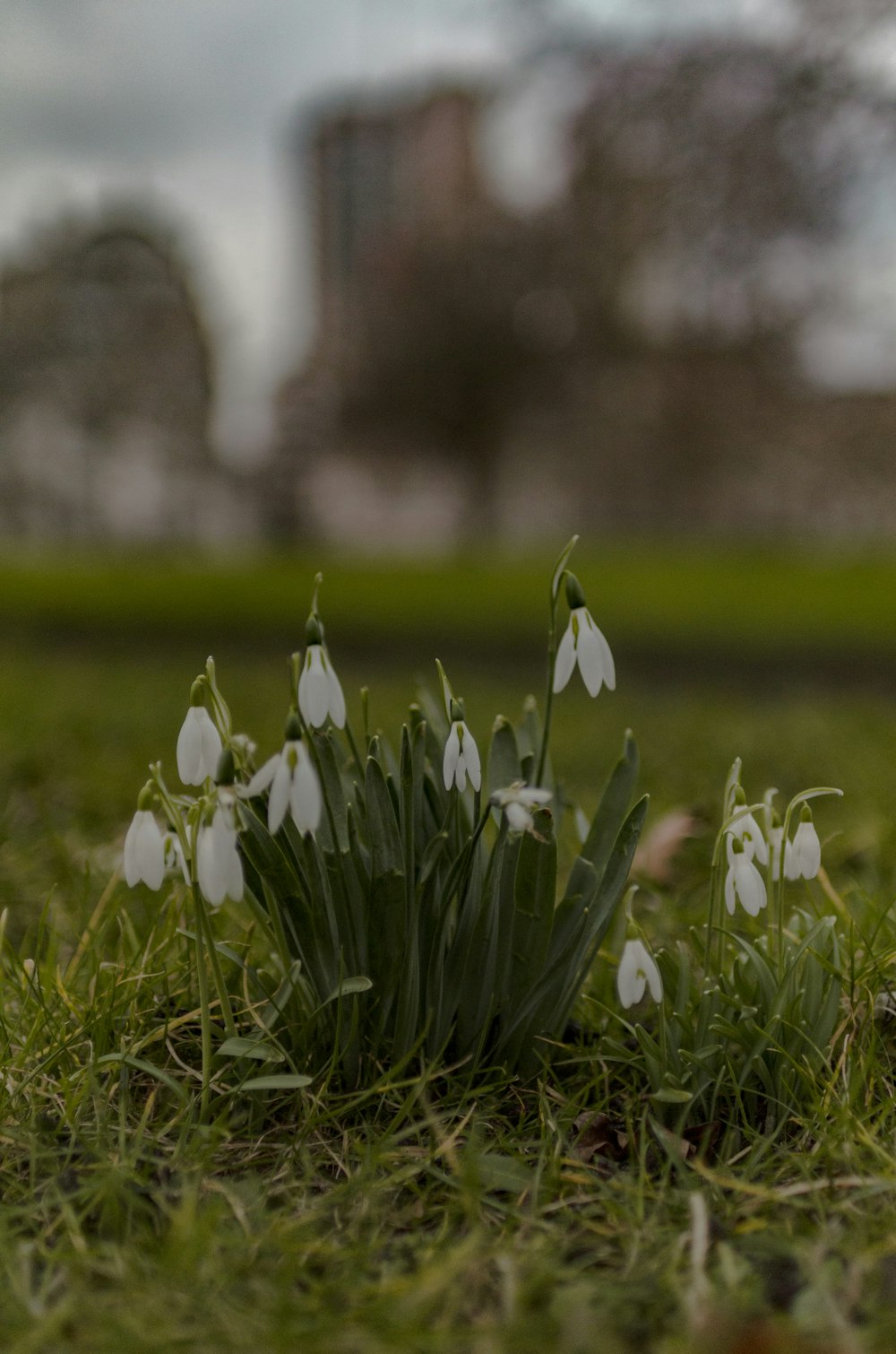 a bunch of flowers that are in the grass