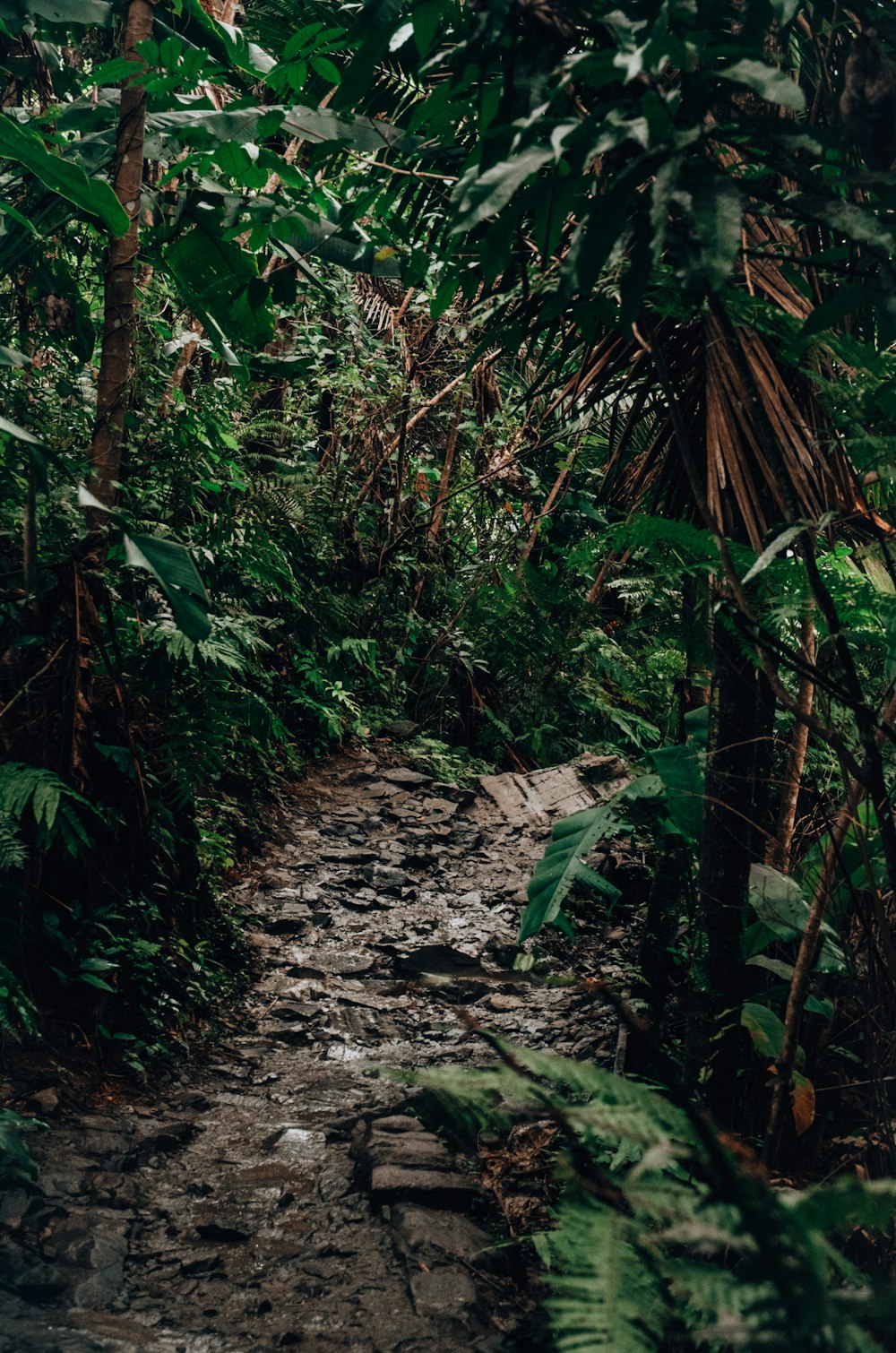 a dirt path in the middle of a jungle