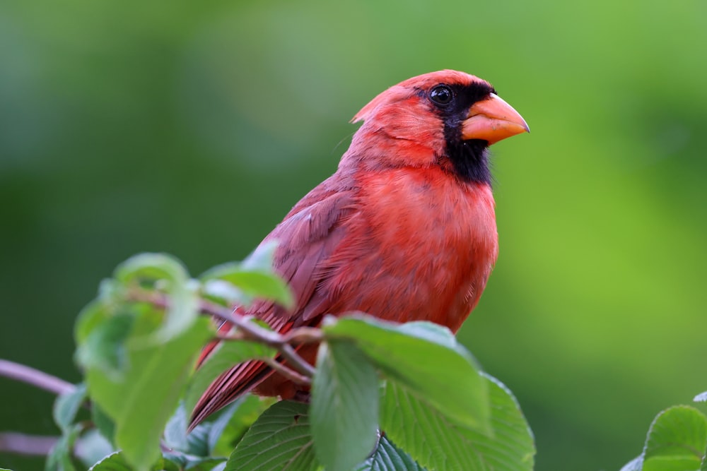 a red bird sitting on top of a green leaf filled tree