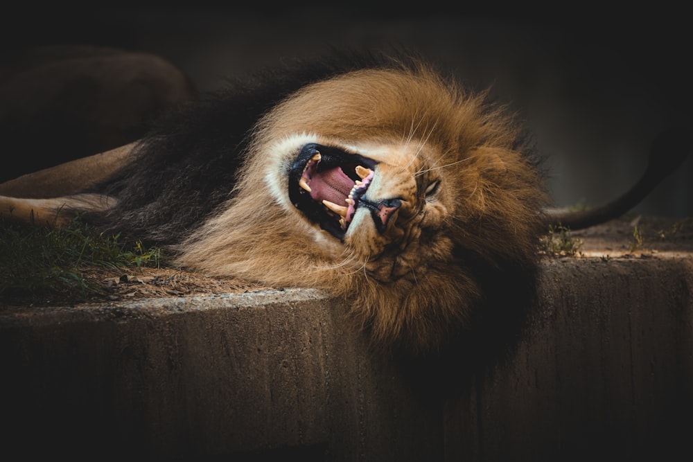 a lion laying down with its mouth open