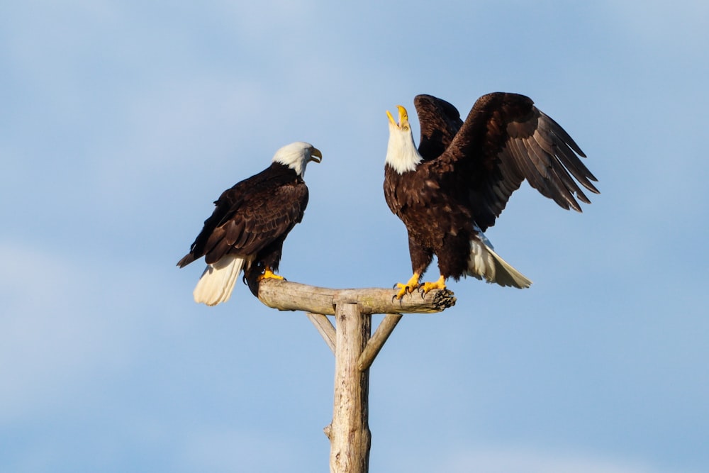 two bald eagles sitting on top of a tree branch