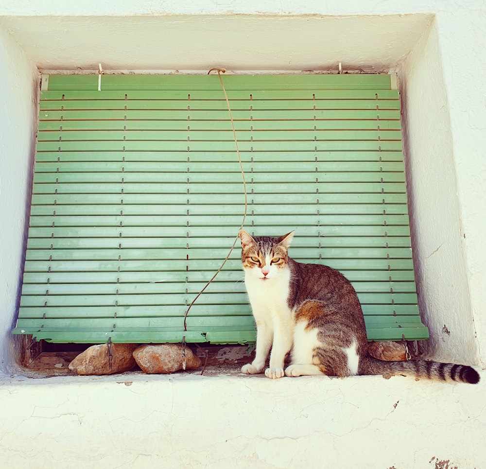a cat sitting in front of a green window