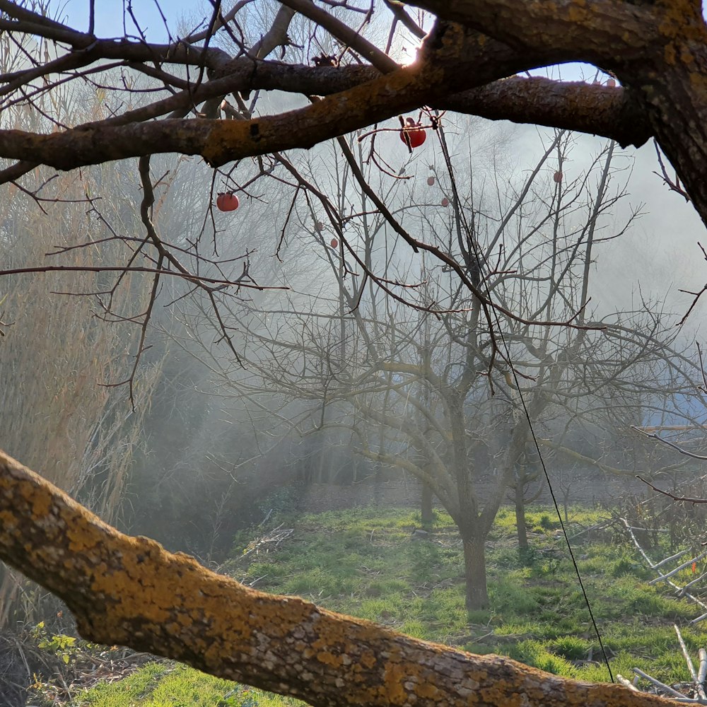 a tree branch with some red berries on it