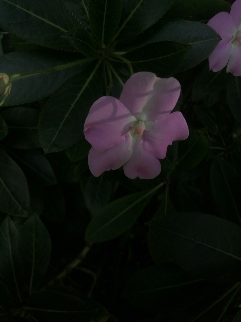 a close up of a pink flower with green leaves