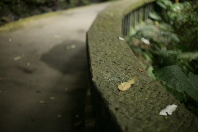 Wide shot of a sturdy iron railing framing a garden pathway with elegant curves.