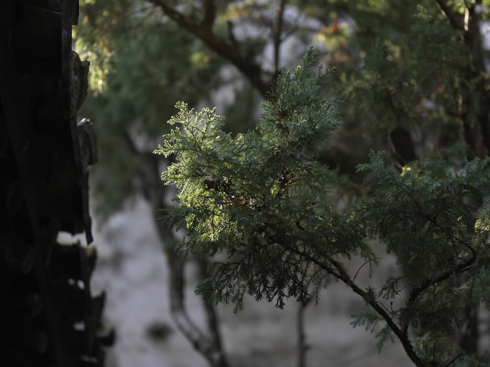 a bird perched on top of a tree next to a forest