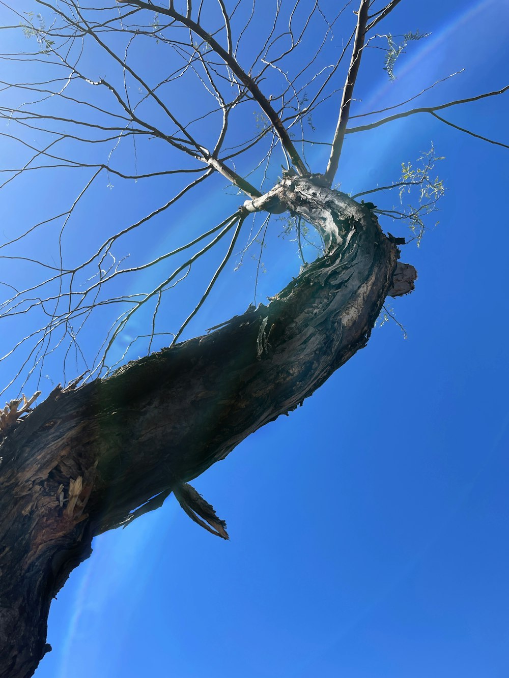 un arbre sans feuilles et un ciel bleu en arrière-plan