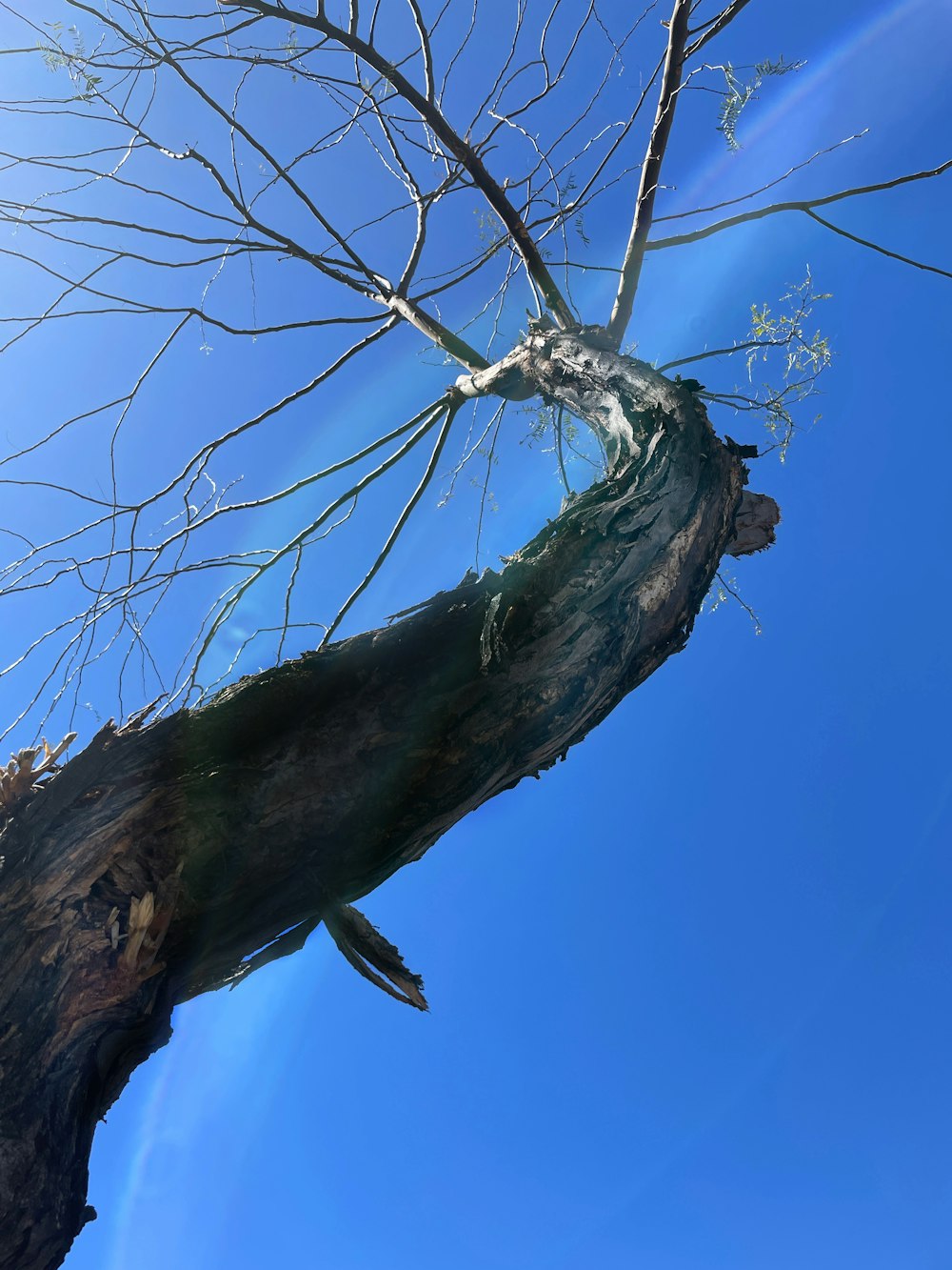 a tree with no leaves and a blue sky in the background