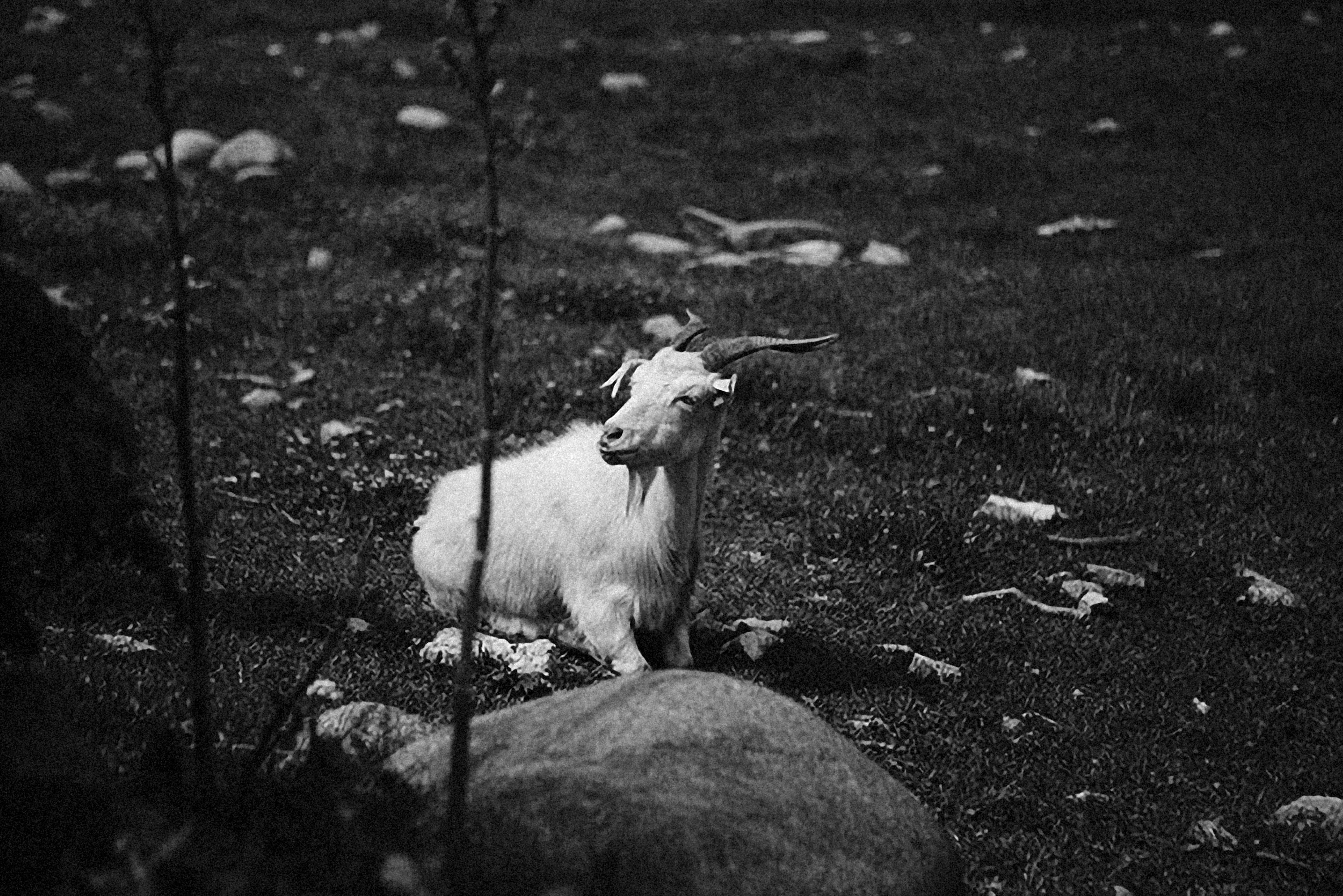 Photo by alexeydemidov
