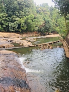 A tranquil river surrounded by trees and wildlife.