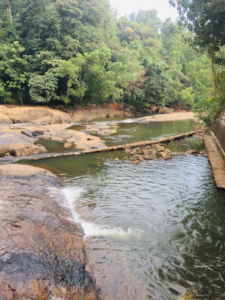 A peaceful river flowing through dense vegetation, highlighting the beauty of preserved nature.