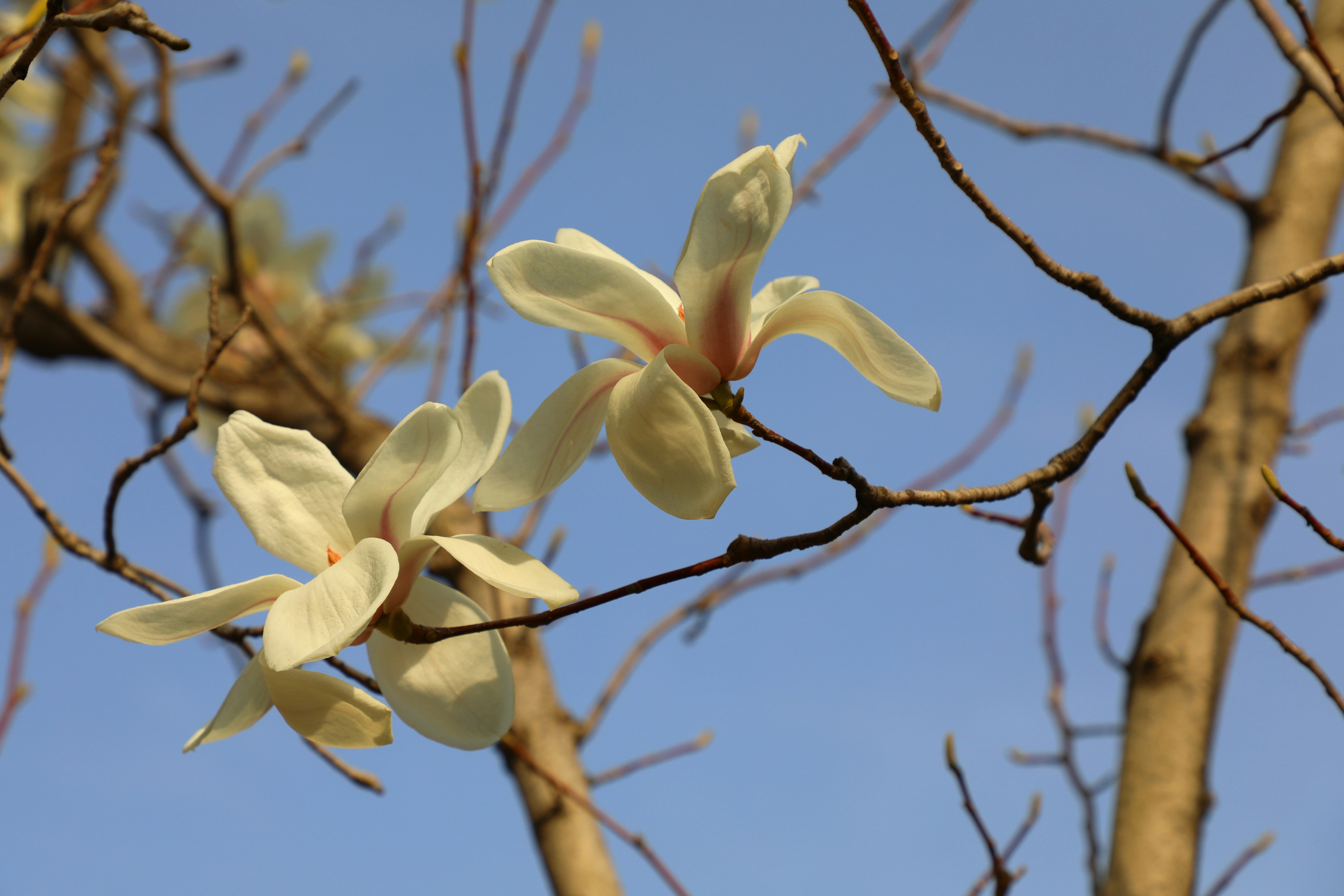 青空に白い花が咲く枝