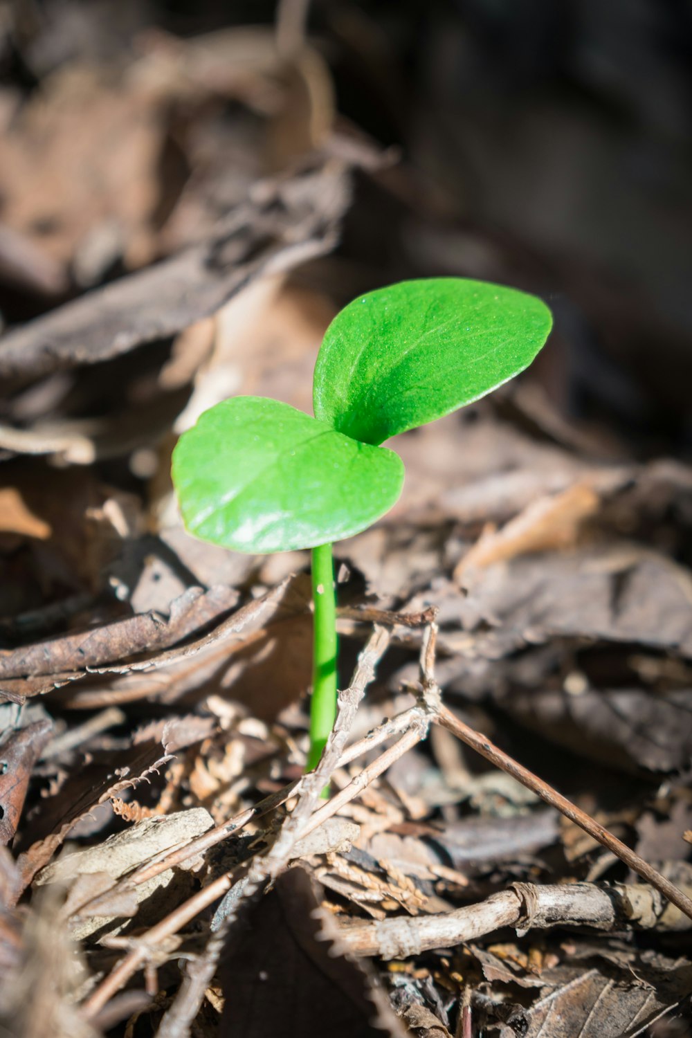 a small green plant sprouting from the ground