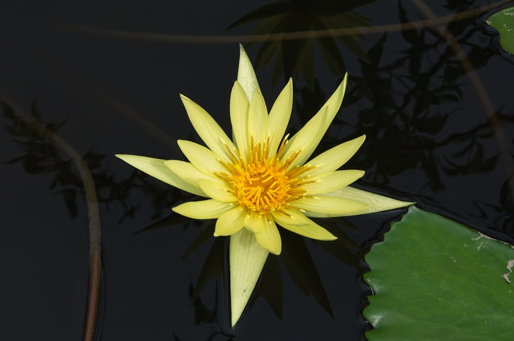a yellow flower floating on top of a pond