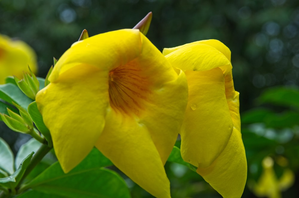 녹색 잎이있는 노란 꽃의 클로즈업