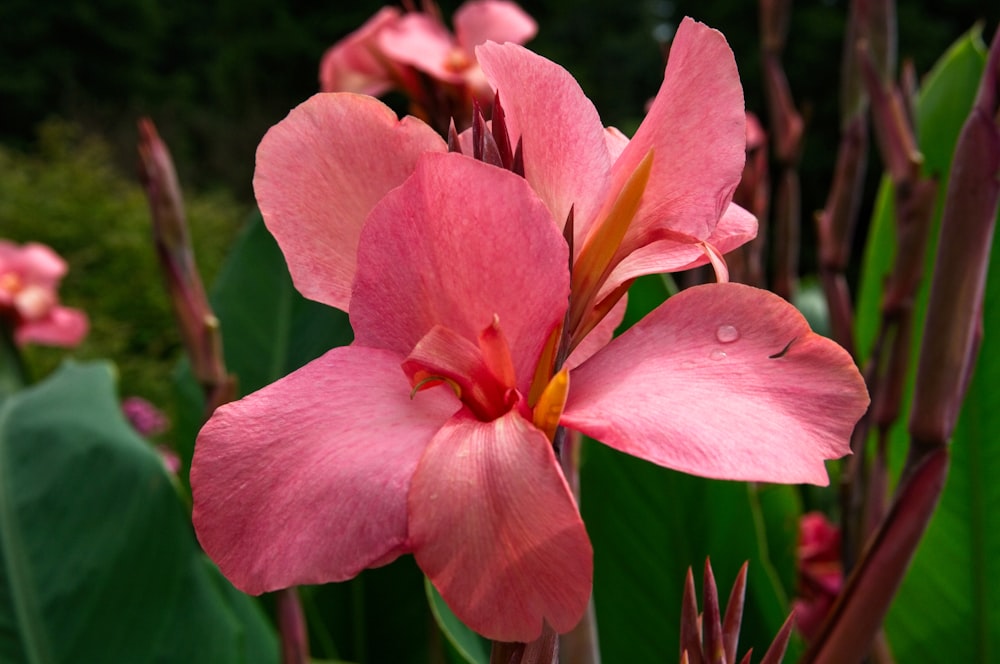 a pink flower with green leaves in the background