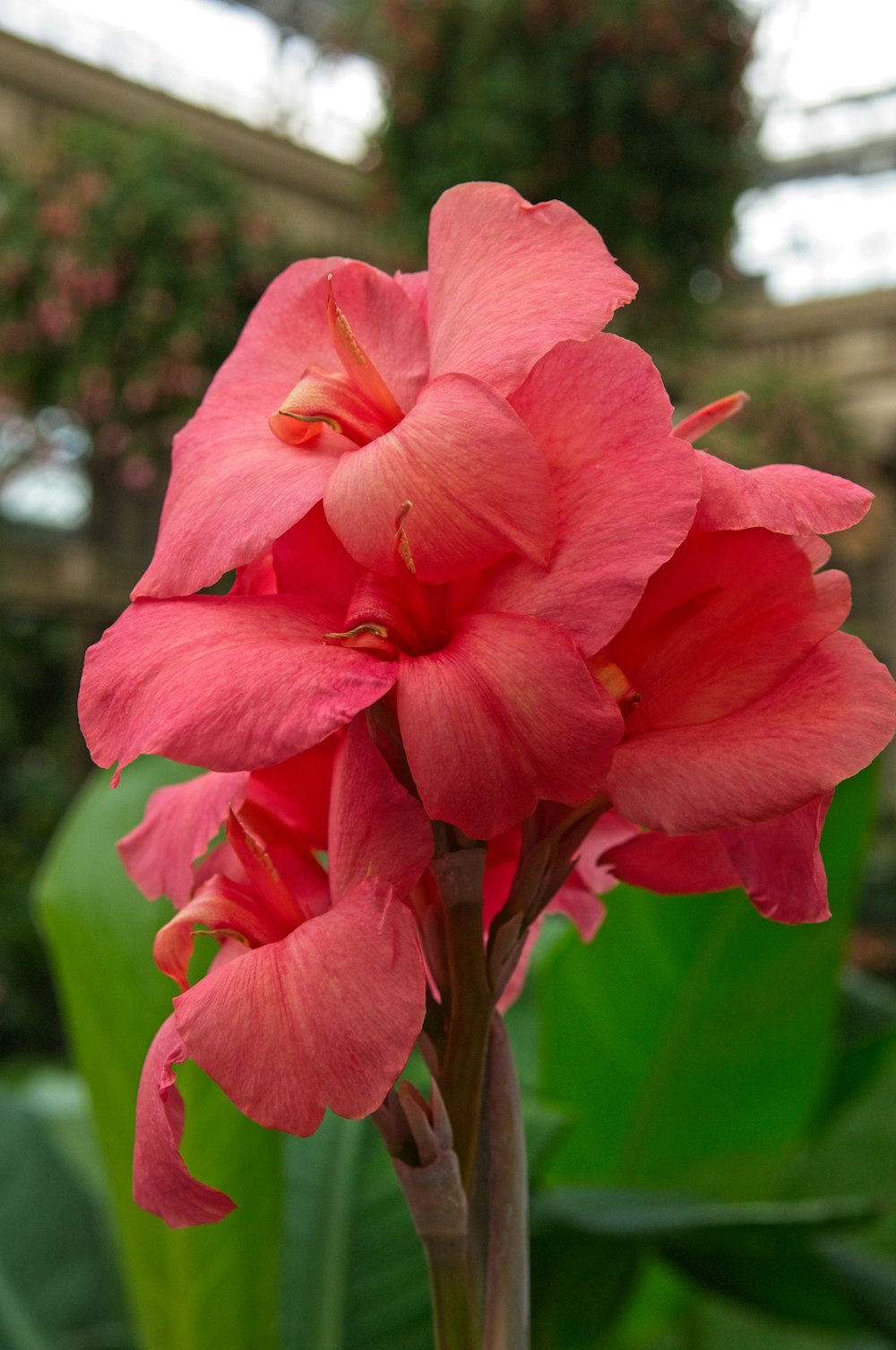 a close up of a pink flower in a garden