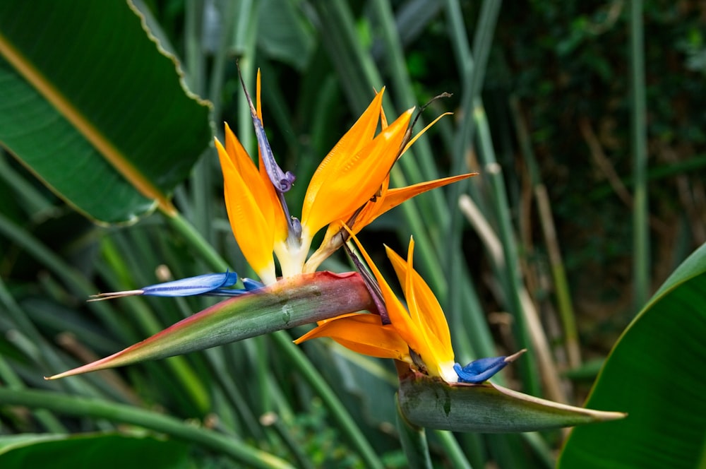 a bird of paradise flower in a tropical setting