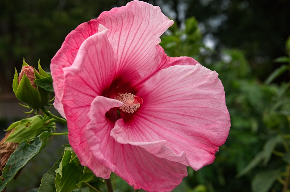 a pink flower with green leaves in the background