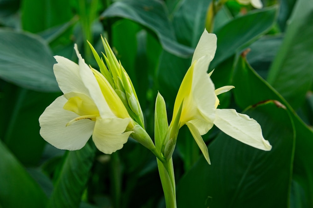 a close up of a yellow flower in a field