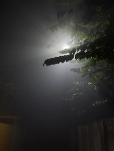 A serene nighttime scene with soft moonlight filtering through misty trees, evoking calm and mystery.