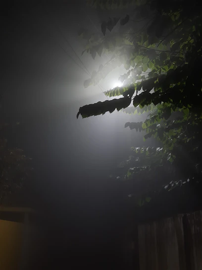 A serene nighttime scene with soft moonlight filtering through misty trees, evoking calm and mystery.