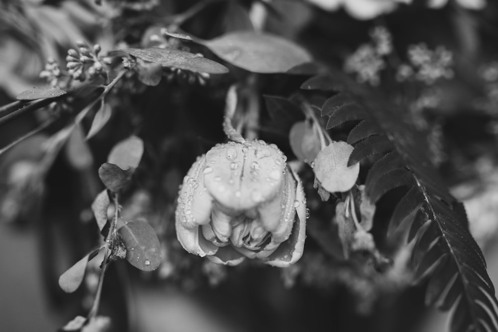 Una foto en blanco y negro de una flor