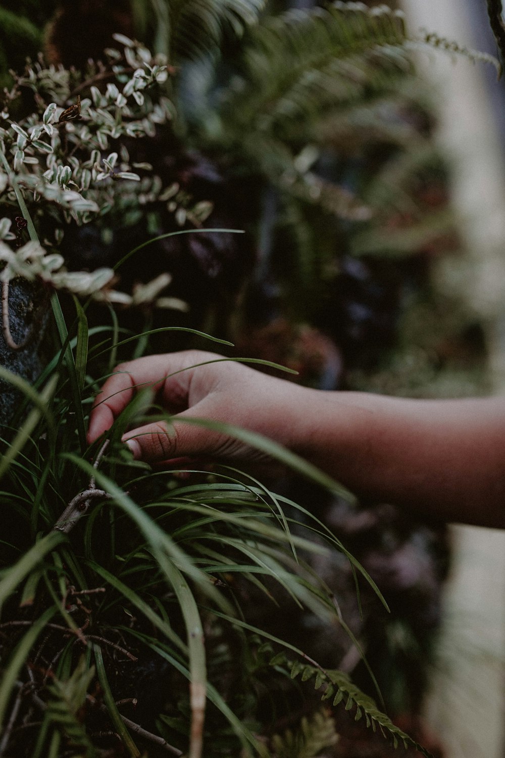 a hand reaching for a plant in a planter