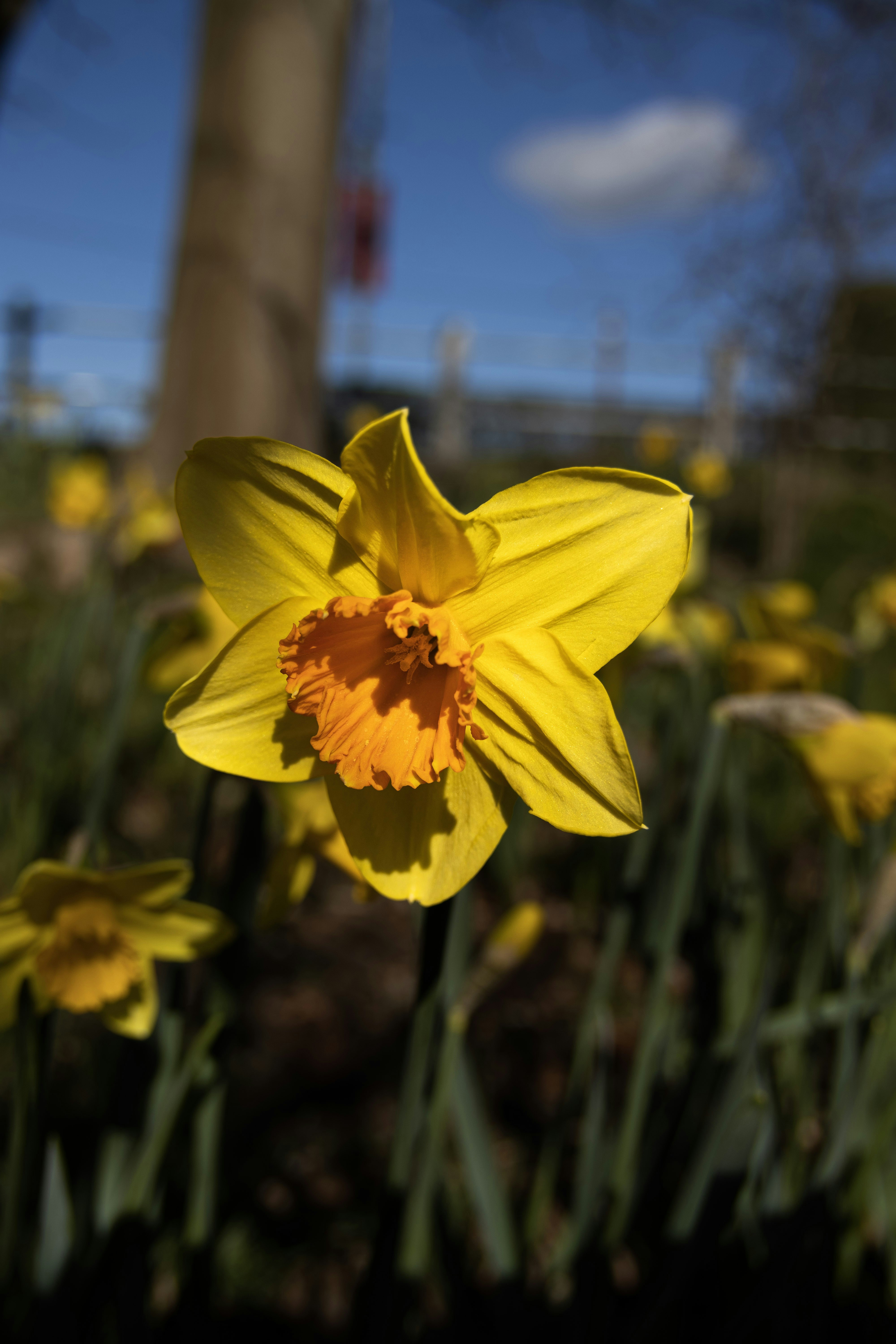 spring floral wallpaper, wallpaper, March Crafts for Adults: Creative Ideas & Projects 3